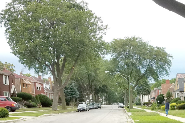 Residential street in Chicago